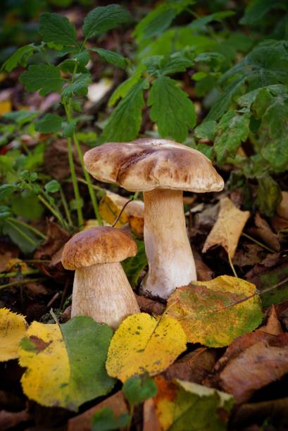 istock Two white mushrooms in yellow and green leaves 847632678