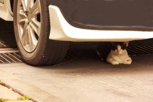 istock Black and white cat napping on floor under a car in daytime. 847632962
