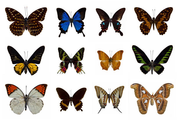 istock Group of butterfly isolated on white background 847633654