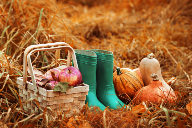 istock Wicker basket with apples composed with pumpkins and gumboots in straw with burning lantern near. 847633942