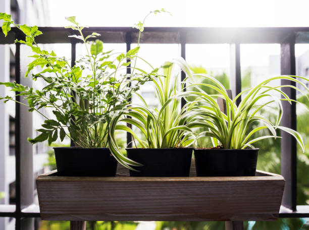 Home and garden concept of spider plant and fern in pot on the balcony Home and garden concept of spider plant and fern in pot on the balcony spider plant photos stock pictures, royalty-free photos & images