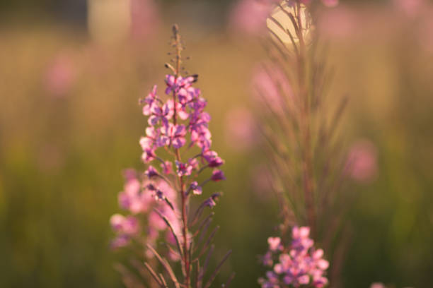 istock Flower of fireweed in the field 847640564