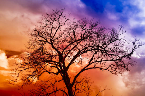 istock Silhouettes of branches a tree on colorful cloudy scary
background 847641036