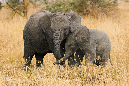 Los elefantes de dos hermanos photo