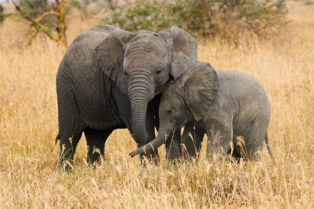 The two brothers elephants stock photo