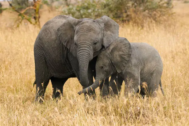 Two small elephants, brothers of different ages are near each other