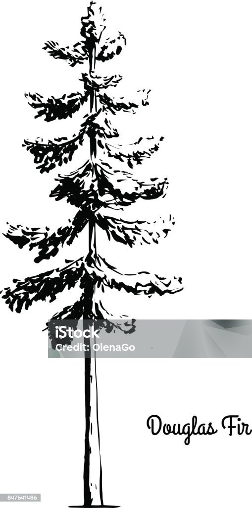 Sketch tree illustration Vector sketch illustration. Black silhouette of Douglas Fir isolated on white background. Drawing of evergreen coniferous plant, Oregon state tree. Douglas Fir stock vector