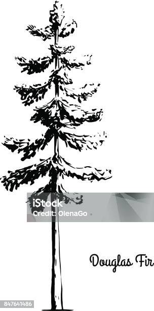 Sketch Tree Illustration Stock Illustration - Download Image Now - Douglas Fir, Oregon - US State, Tree