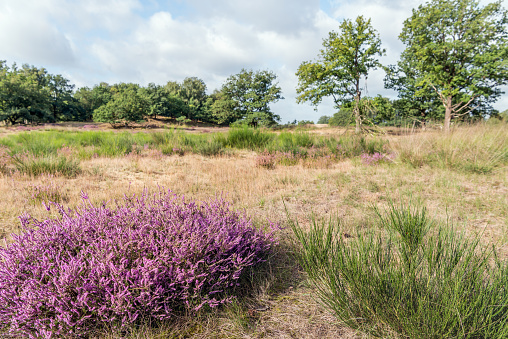 Common broom and pink flowering heather in the foreground of a Dutch National Park at the end of the summer season.,