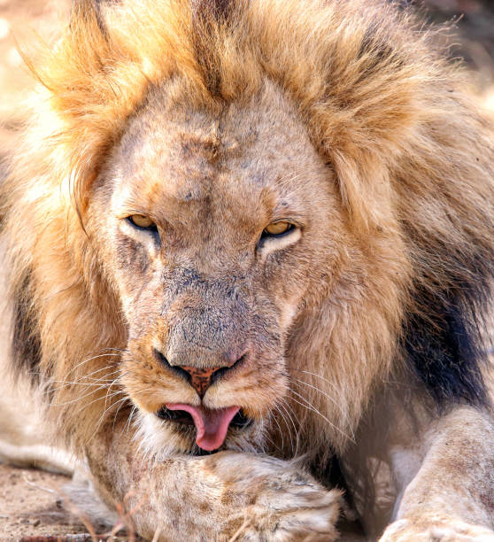 Simba Rel 540+ Simba fotos de stock, imagens e fotos royalty-free - iStock