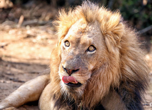 Simba Rel 1.000+ Simba fotos de stock, imagens e fotos royalty-free - iStock