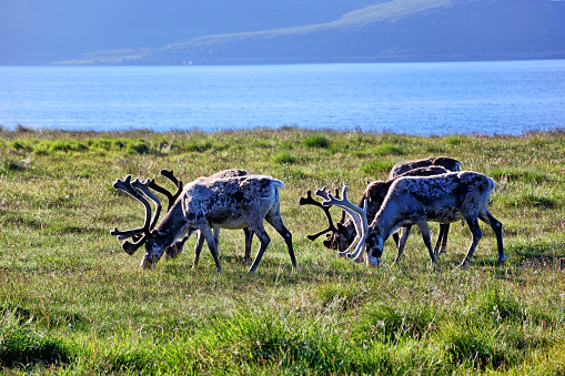 Reindeer herd in a meadow of Nordkapp Municipality, Norway