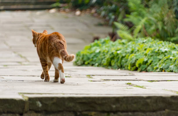 Ginger cat walks away in a garden