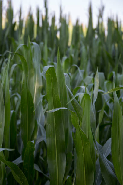 istock field of corn in the countryside at sunset 847674726