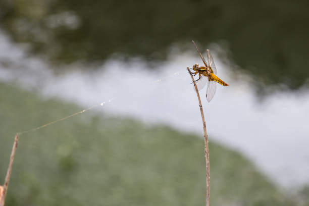 dragonfly on a branch with water and grass background