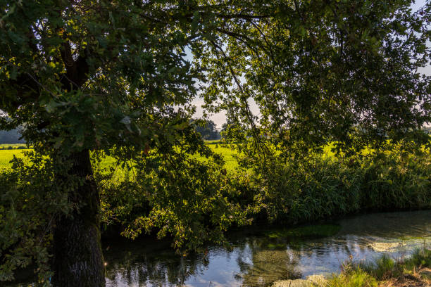 istock a curved tree on the shore of a canal 847674774