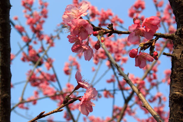istock Cerasus serrulata blossom in the sunny day 847674838