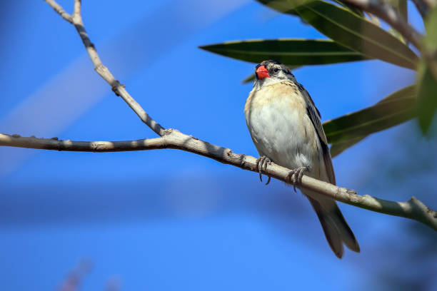 Red-billed Quelea Beautiful little Red-billed Quelea bird red billed quelea stock pictures, royalty-free photos & images