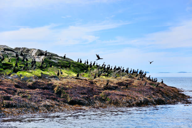 European shags (norwegian: toppskarv) on a rock of Gjesværstappan islands, Norway
