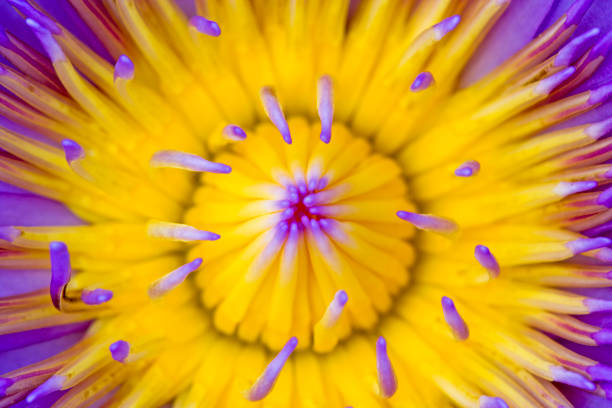 istock Lotus flower and   Lotus center plants. 847682638