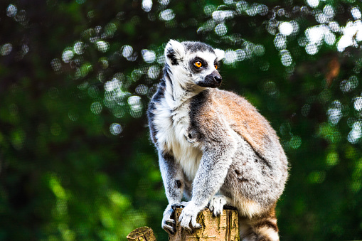 Close up horizontal image depicting a cute lemur looking directly at the camera with its intense, piercing orange eyes. In the background, green foliage and trees are pleasantly blurred out of focus, with focus on the lemur in the foreground. Lots of room for copy space.