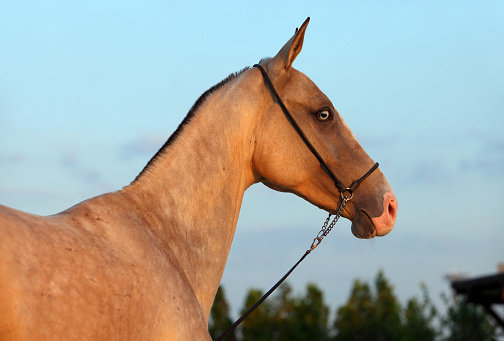 Portrait of beautiful purebred akhalteke mare in evening