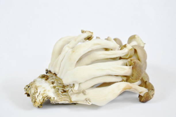 istock raw buna shimeji mushroom on white background 847690154