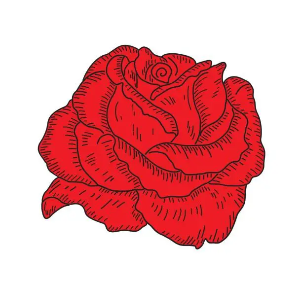 Vector illustration of Beautiful red rose