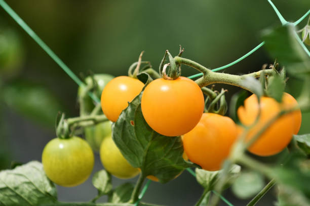 istock Mini tomato at home garden 847691394
