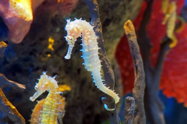 istock underwater seahorsee on coral reef 847695330
