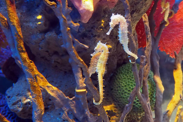 underwater seahorsee on coral reef