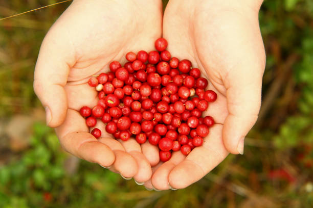istock Countryside village forest woods with hands holding small red berries. 847695536