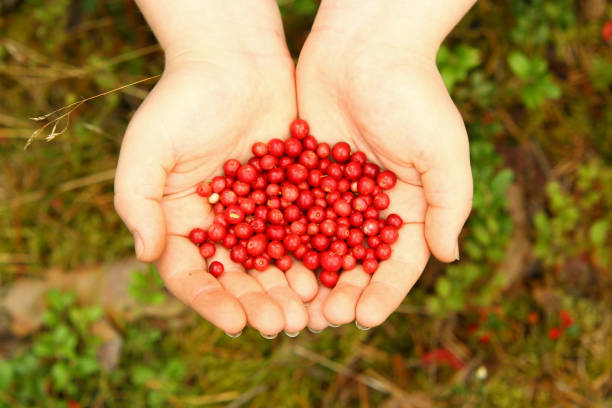 istock Countryside village forest woods with hands holding small red berries. 847695538
