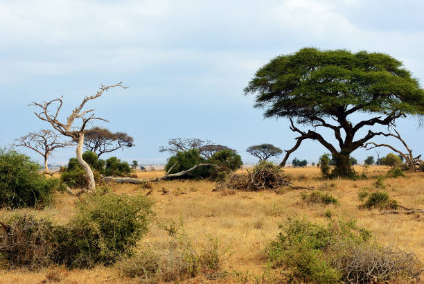 African landscape with acacia trees in Amboseli national park at sunrise, Kenya, Africa