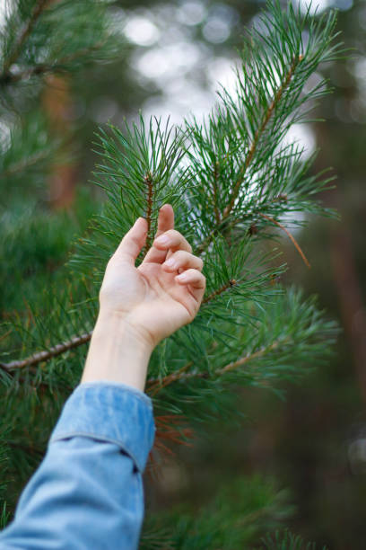 istock Female hand touching spruce needles. A hand touches the green pine tree 847698714