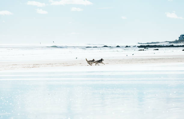 Autumnal morning on the Maine coast. Two Huskies dogs are running and pursuing eachother on the beach