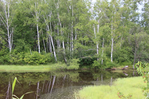 istock Beautiful forest landscape / Summer in the countryside / 847702446