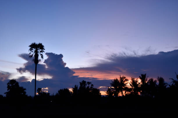 istock Silhouette of sugar palm trees at sunset 847702970