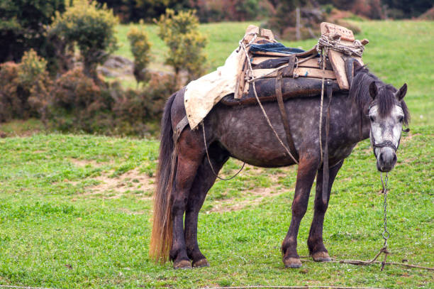 istock Horse in the field 847709144