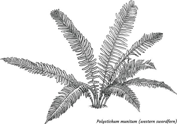 Western swordferrn illustration, drawing, engraving, ink, line art, vector Illustration, what made by ink, then it was digitalized. sword fern stock illustrations