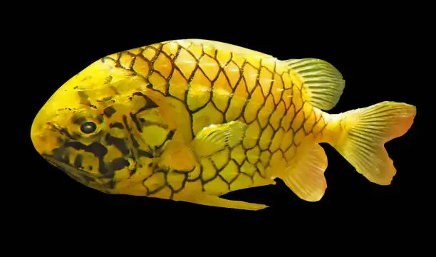 The yellow fish isolated on black background