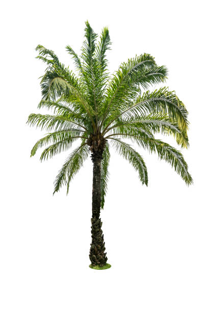 istock Green beautiful palm tree isolated on white background 847709388