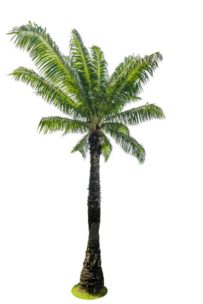 istock Green beautiful palm tree isolated on white background 847710794