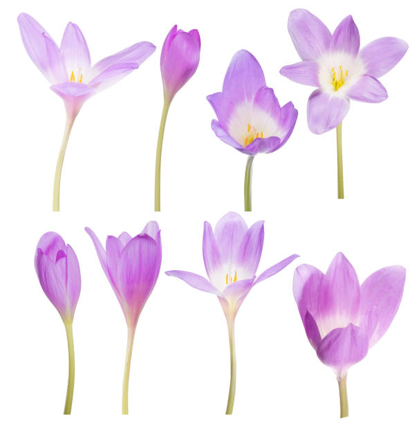 istock collection of eight lilac crocus flowers on white 847713306