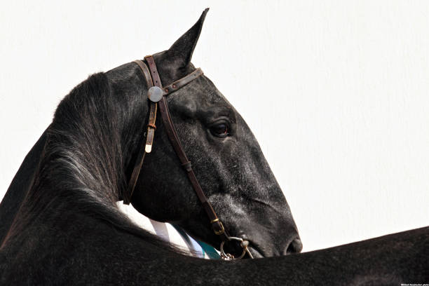 istock Horse turn head portrait 847713548