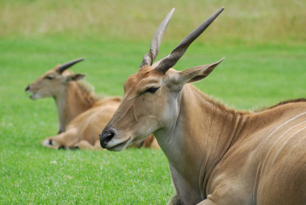 Eland resting A couple of Eland take a break giant eland stock pictures, royalty-free photos & images