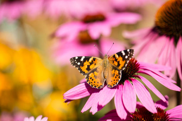 istock Tapestry of Summer 847726358