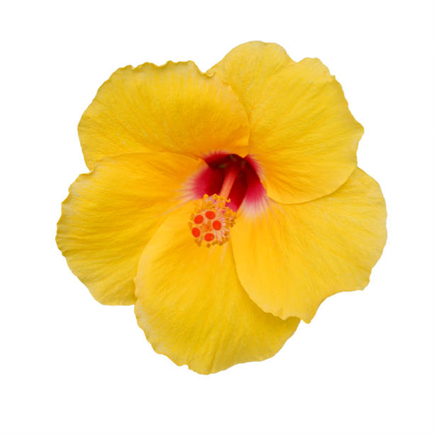 istock vivid yellow Hibiscus flower isolated on white 847730684