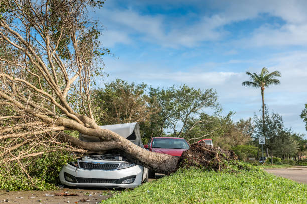 Hurricane accident Miami, USA - Sept 10, 2017: Car crashed by the fall of a tree in the public highway in Kendall, Miami during the passage of Hurricane Irma. fallen tree photos stock pictures, royalty-free photos & images