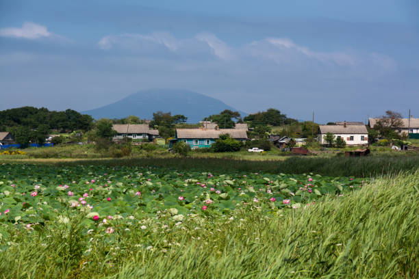 istock Pond with lotus flowers. 847734166